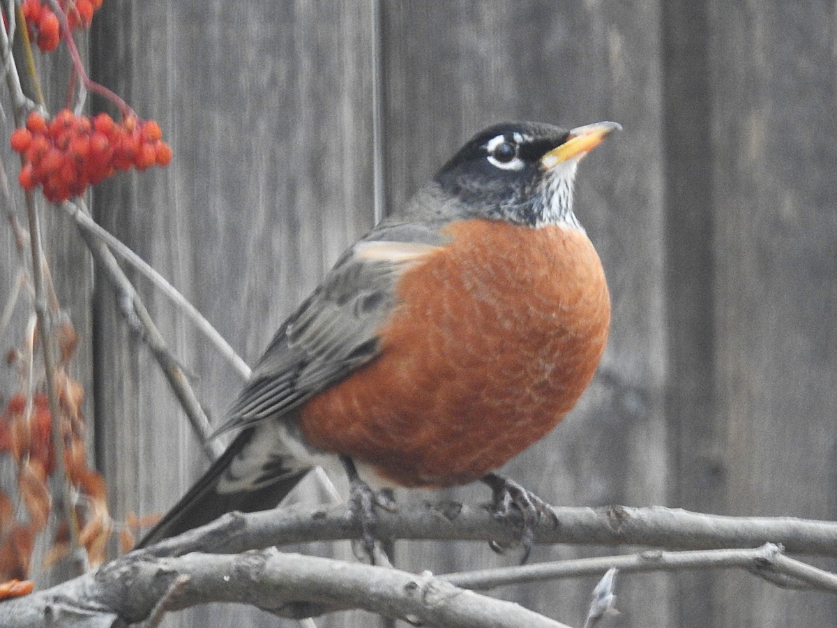 vandretrost - ML646145151