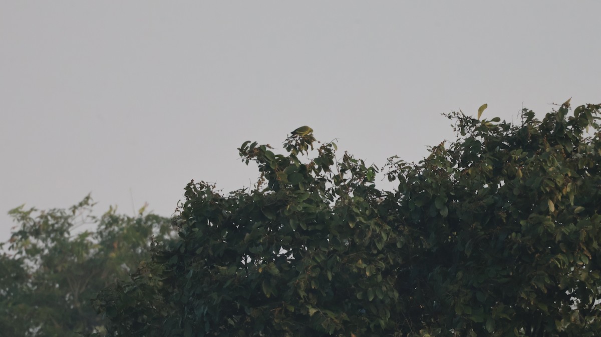 tobeltegrønndue - ML646145154