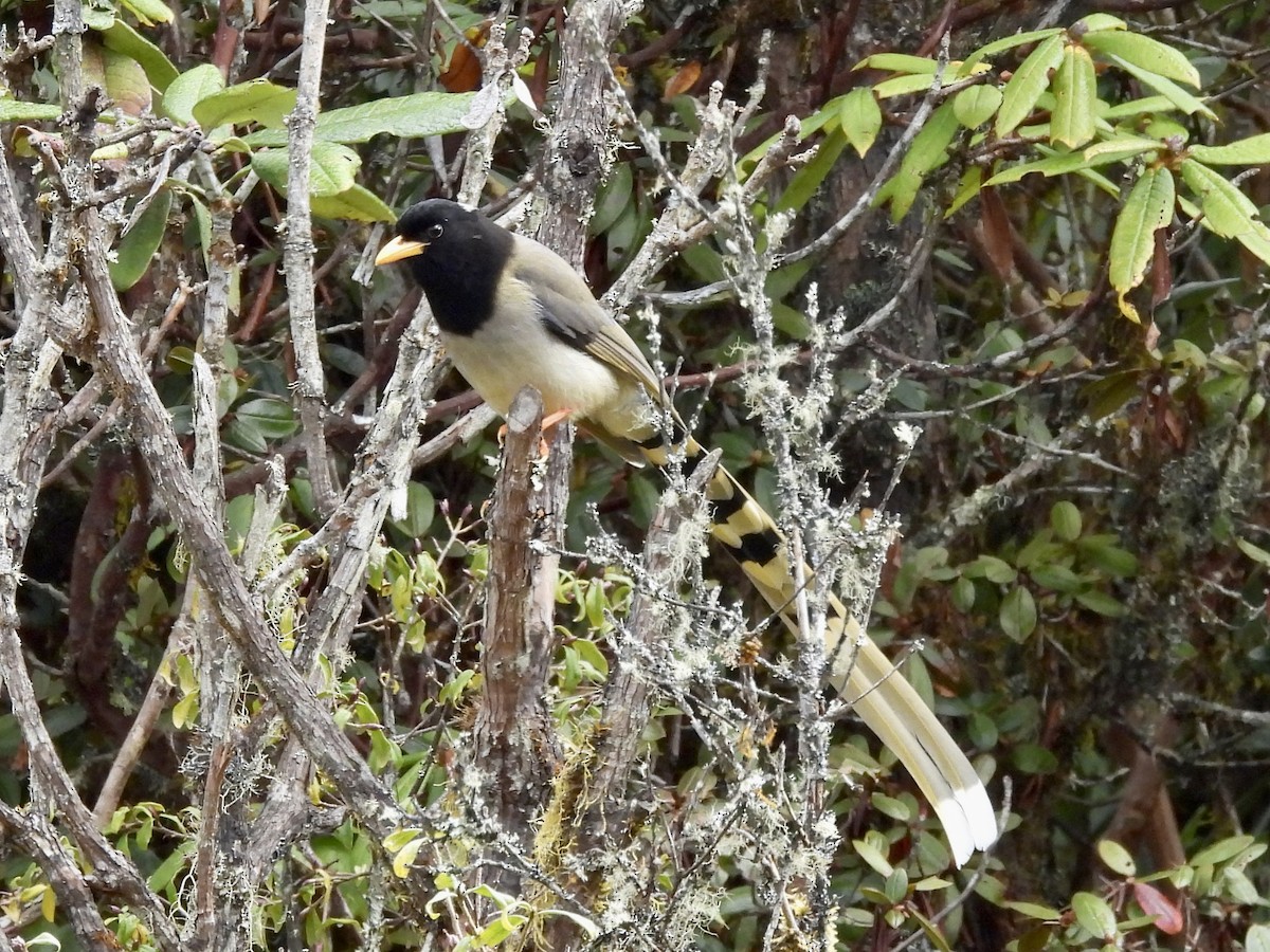 hvitnakkeskjære - ML646145156