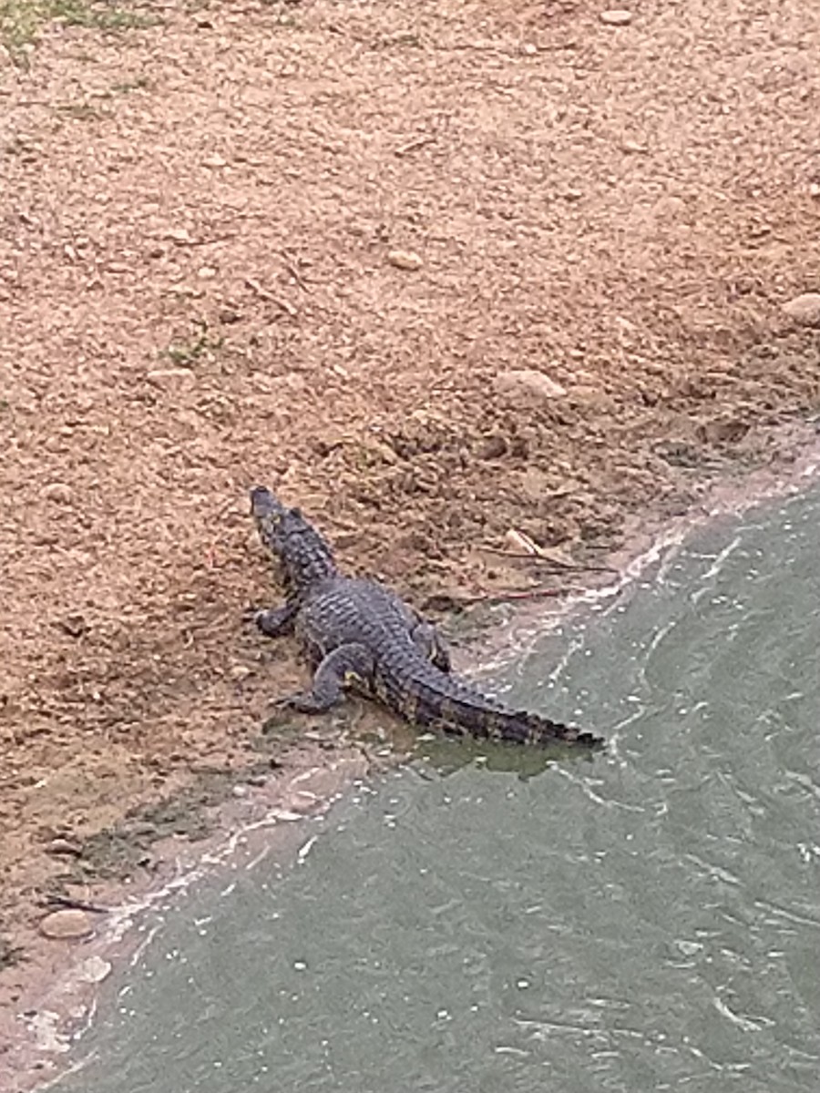 Broad-snouted Caiman - ML646145157