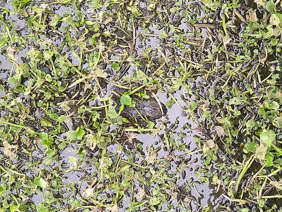 Broad-snouted Caiman - ML646145158