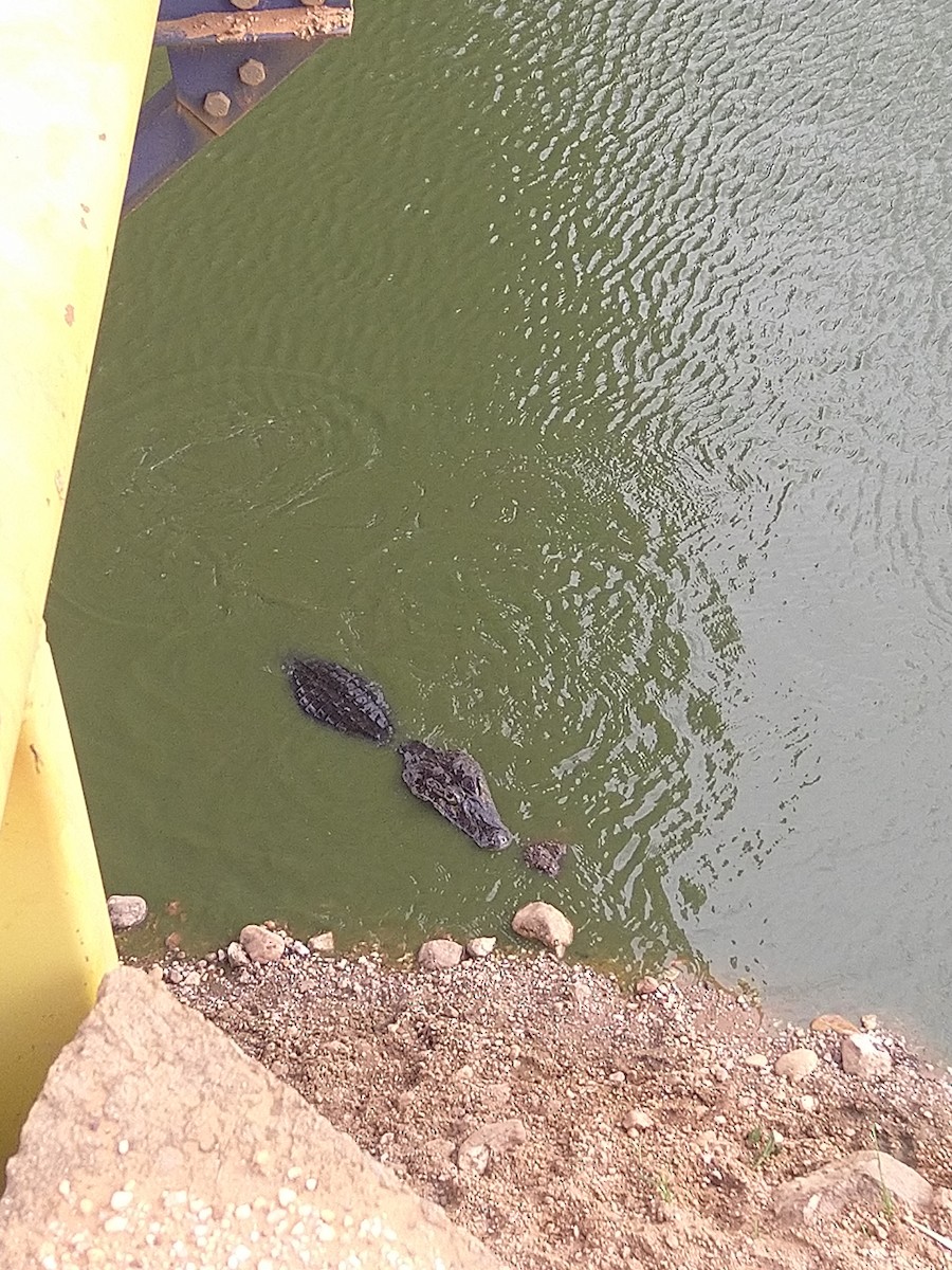 Broad-snouted Caiman - ML646145159