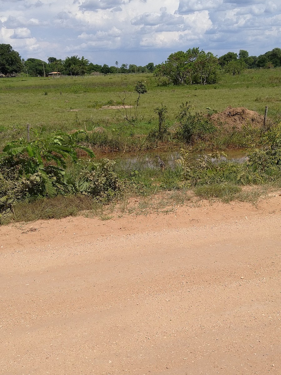 Animals - ML646145160