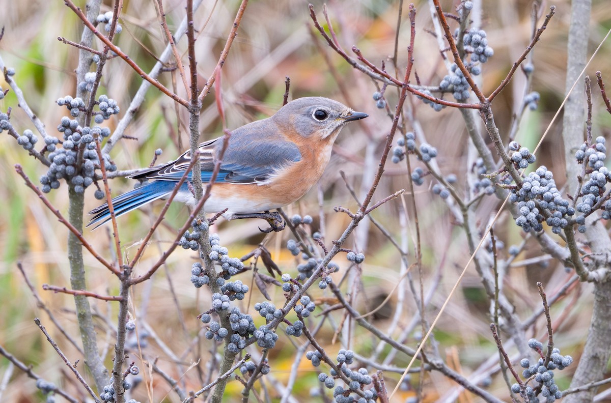 østblåfugl - ML646145163