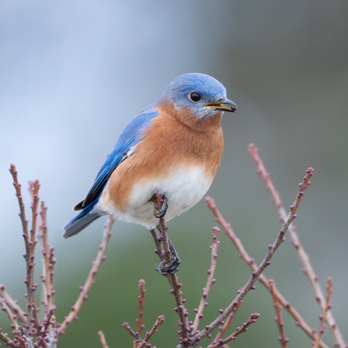 østblåfugl - ML646145164