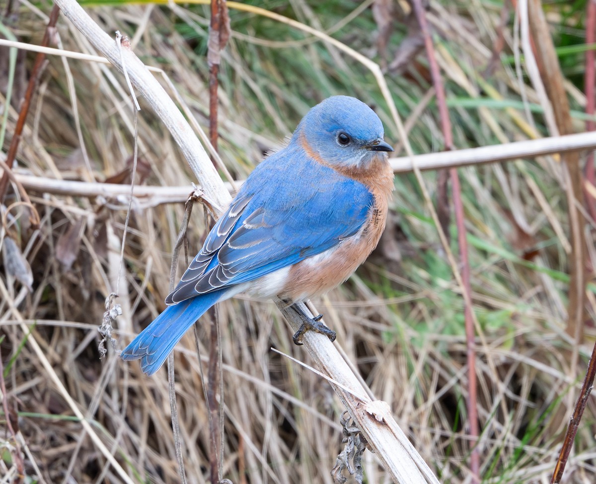 østblåfugl - ML646145165