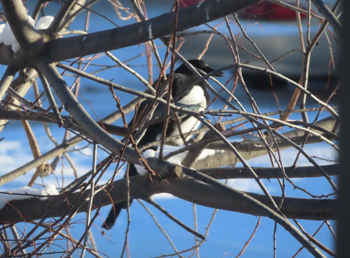 svartnebbskjære - ML646145166