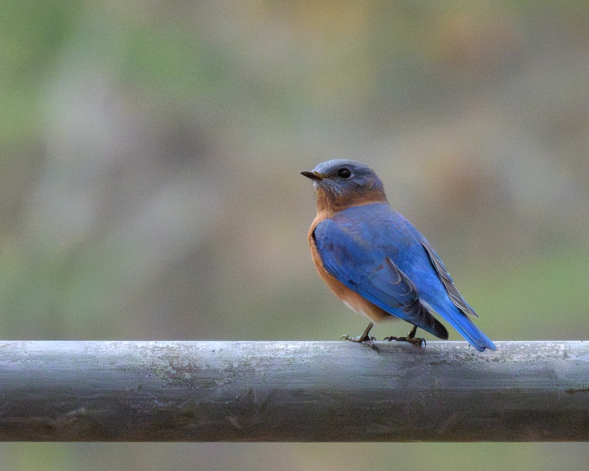 østblåfugl - ML646145167