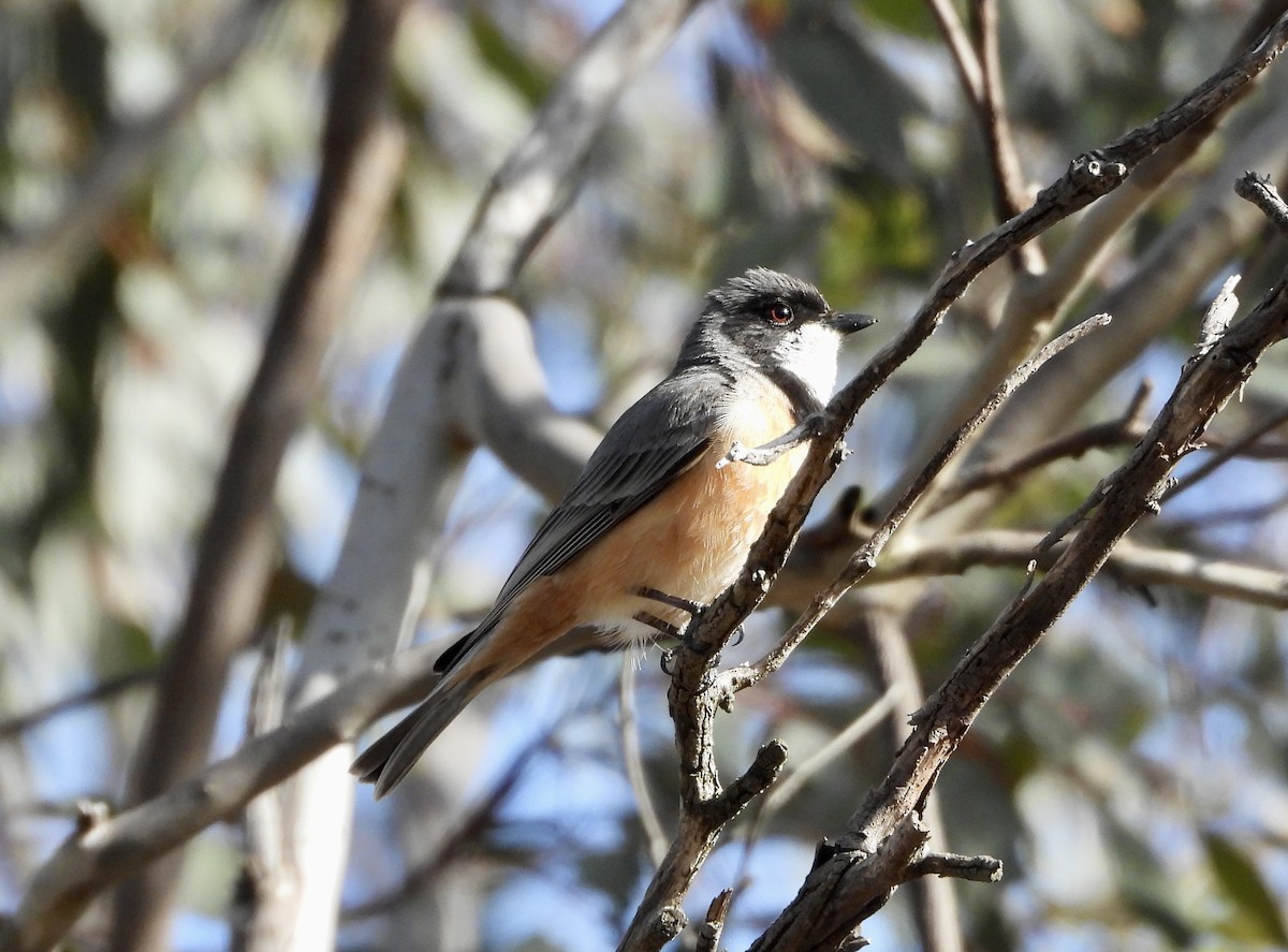 rustbukplystrer - ML646145168