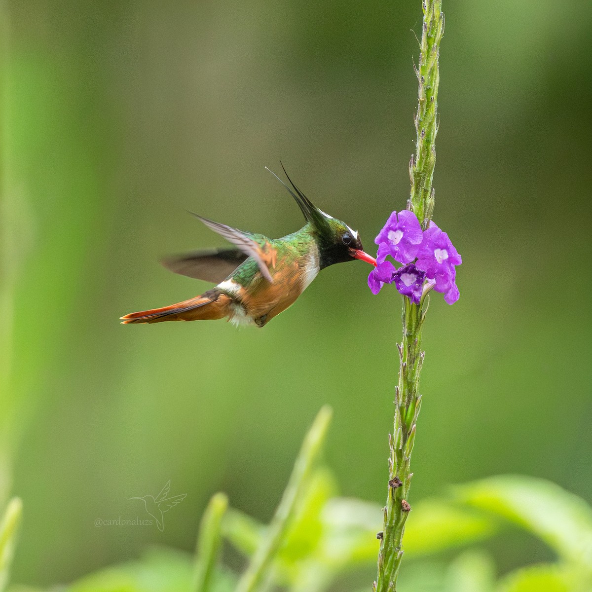 hvittoppkokette - ML646145169