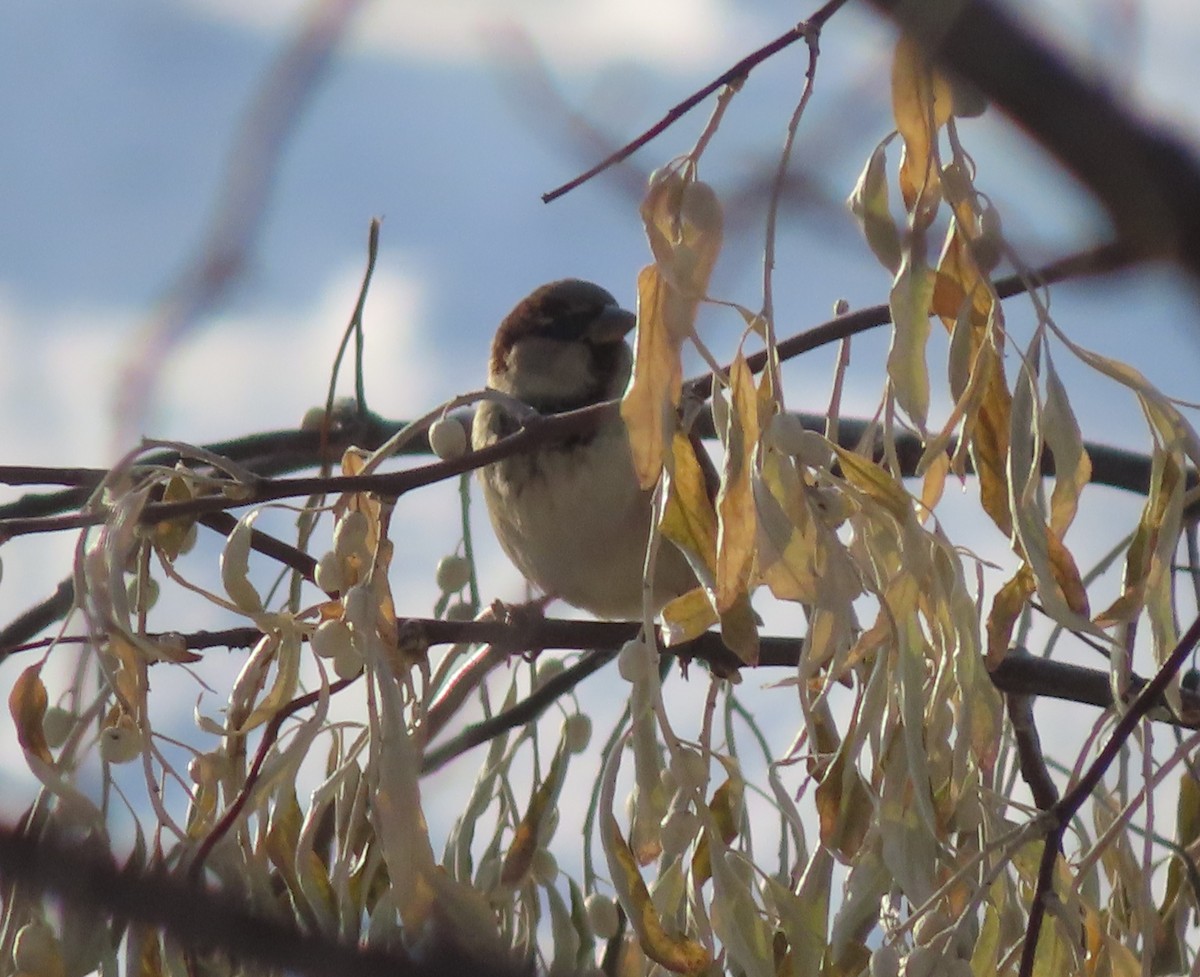 gråspurv - ML646145170