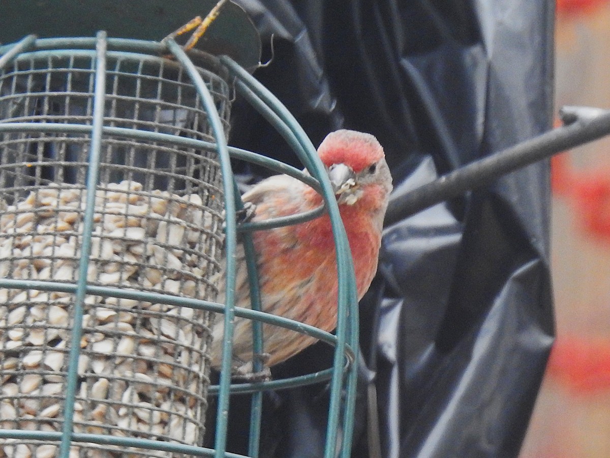House Finch - ML646145171
