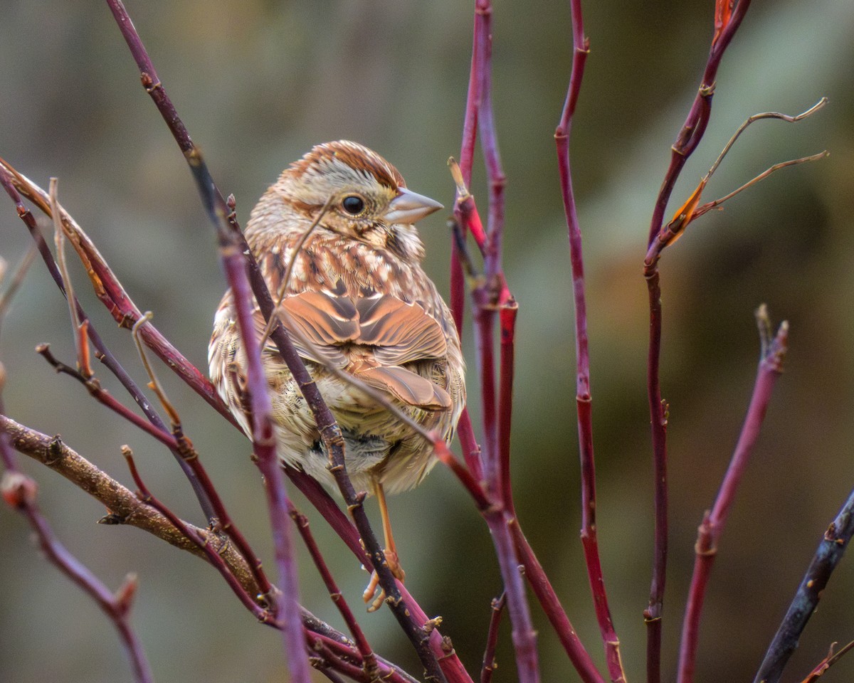 Song Sparrow - ML646145172