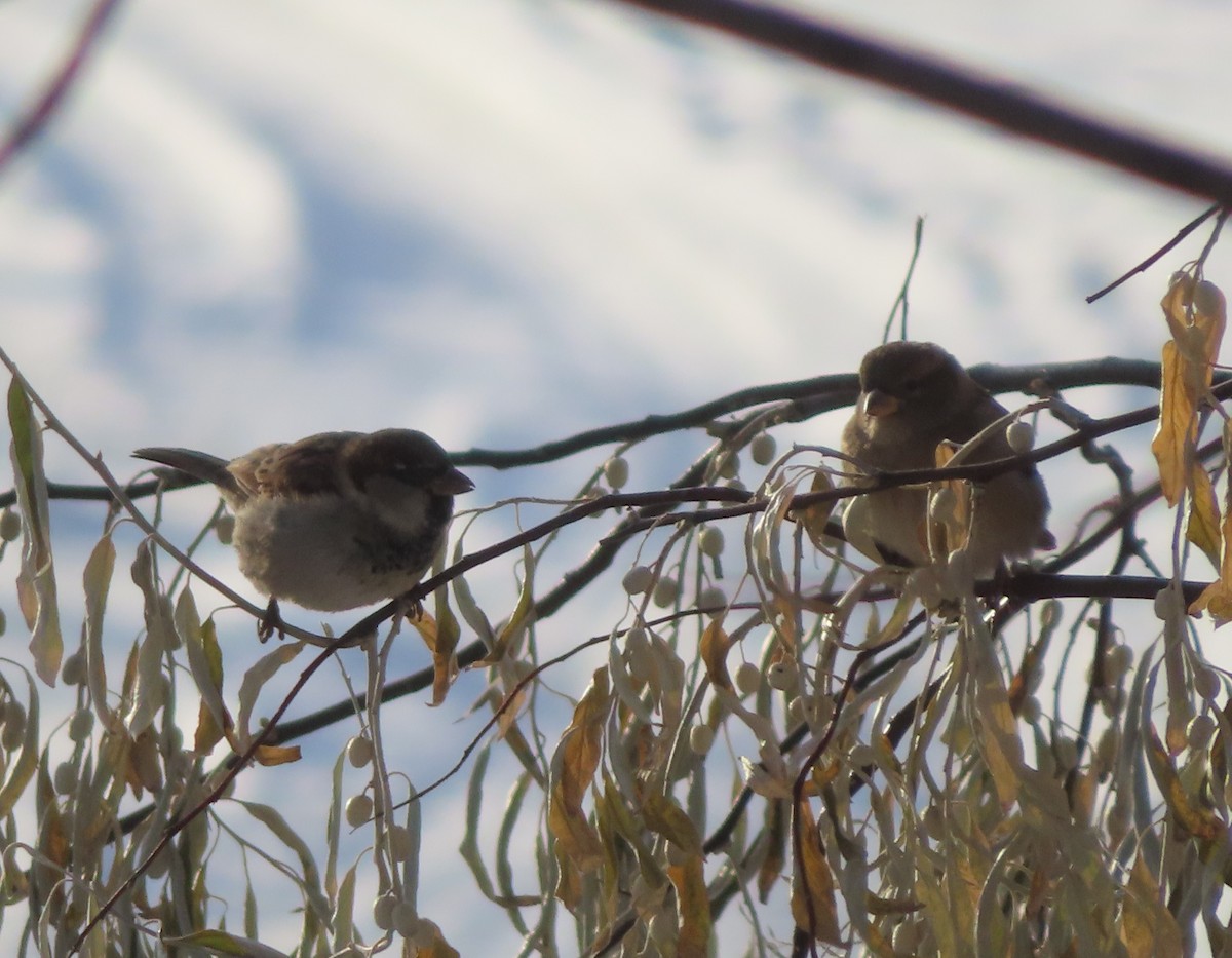 House Sparrow - ML646145176