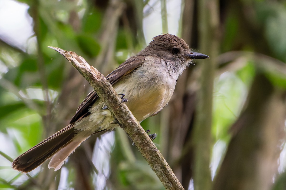 Short-crested Flycatcher - ML646145177