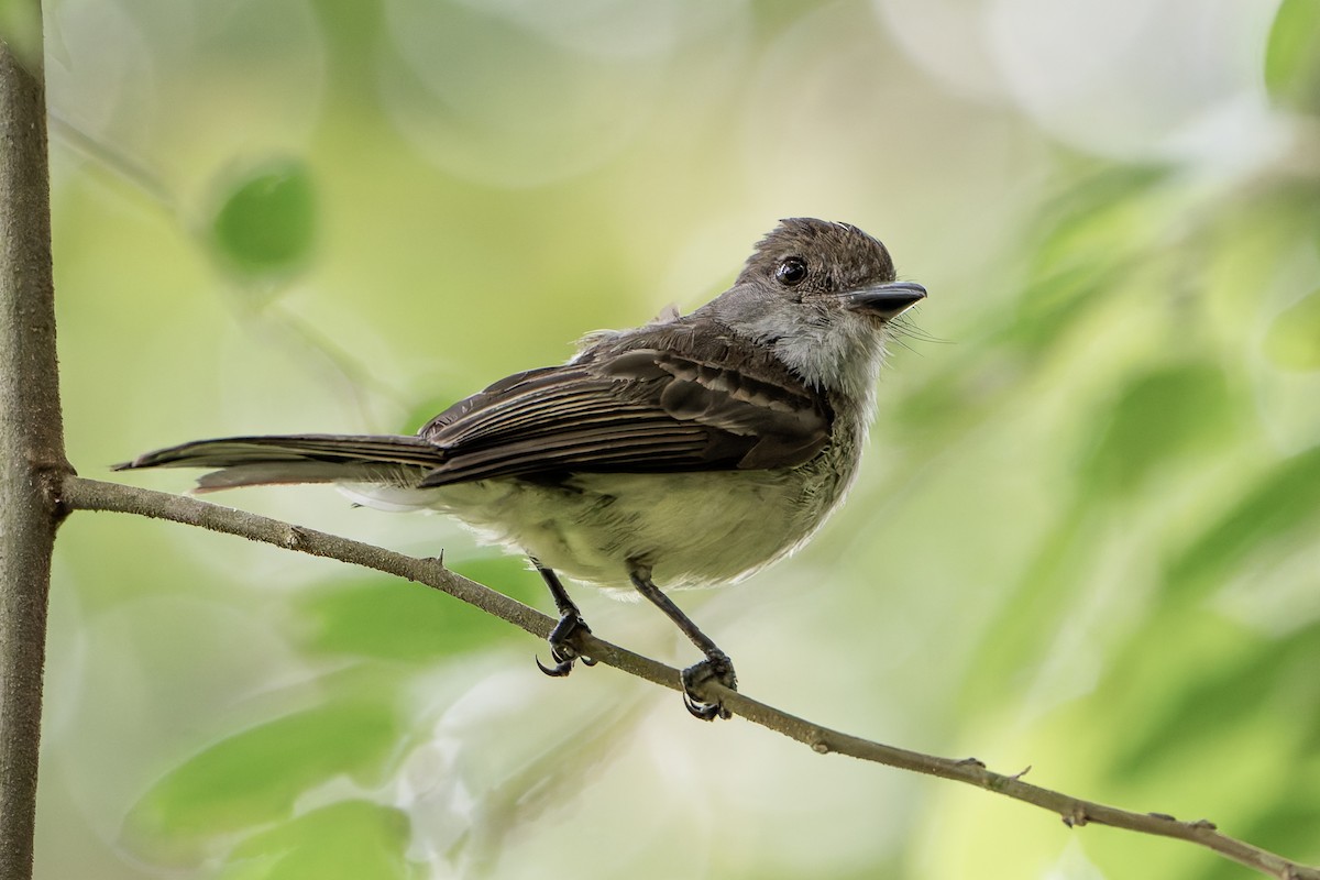 Short-crested Flycatcher - ML646145178