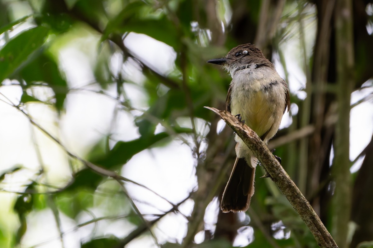 Short-crested Flycatcher - ML646145179