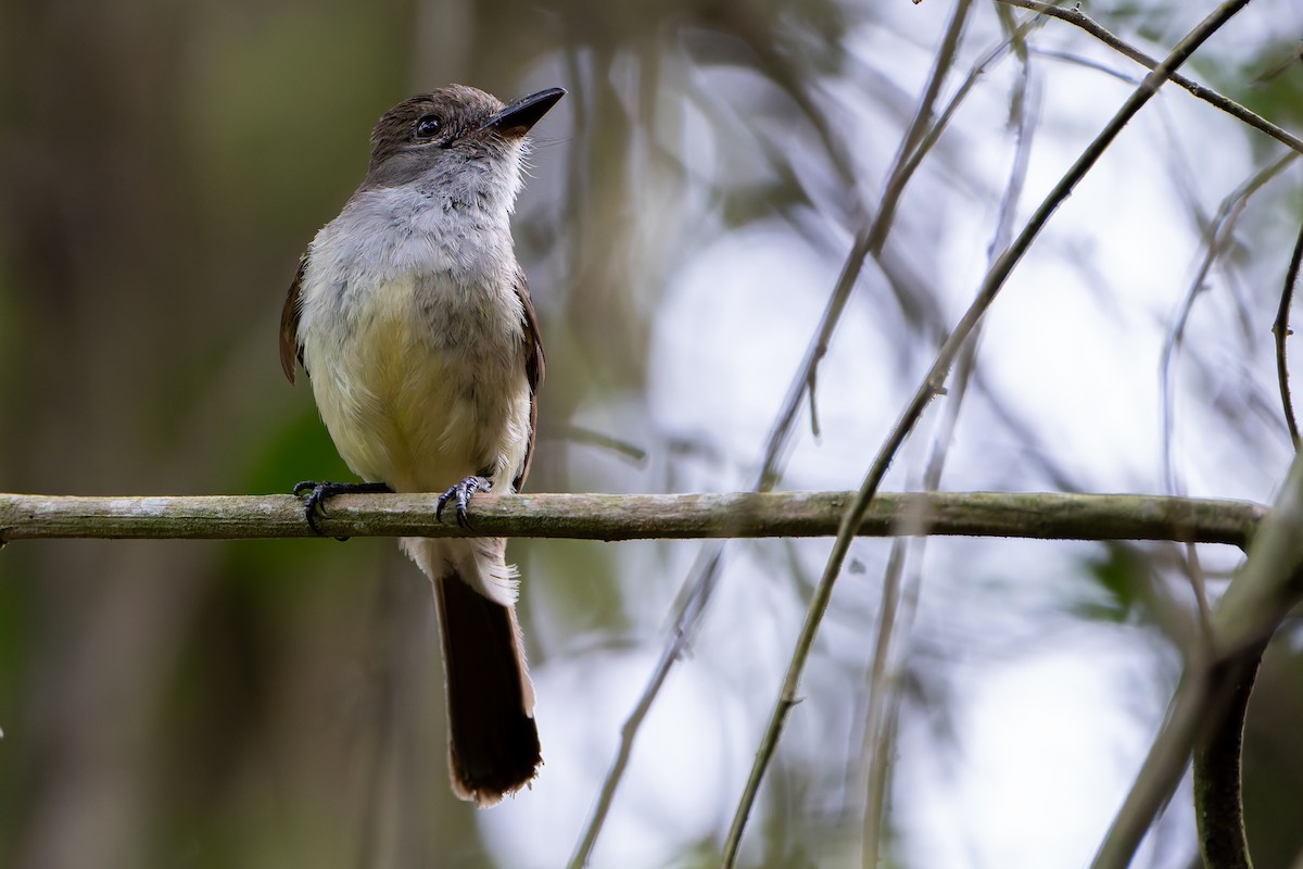Short-crested Flycatcher - ML646145180