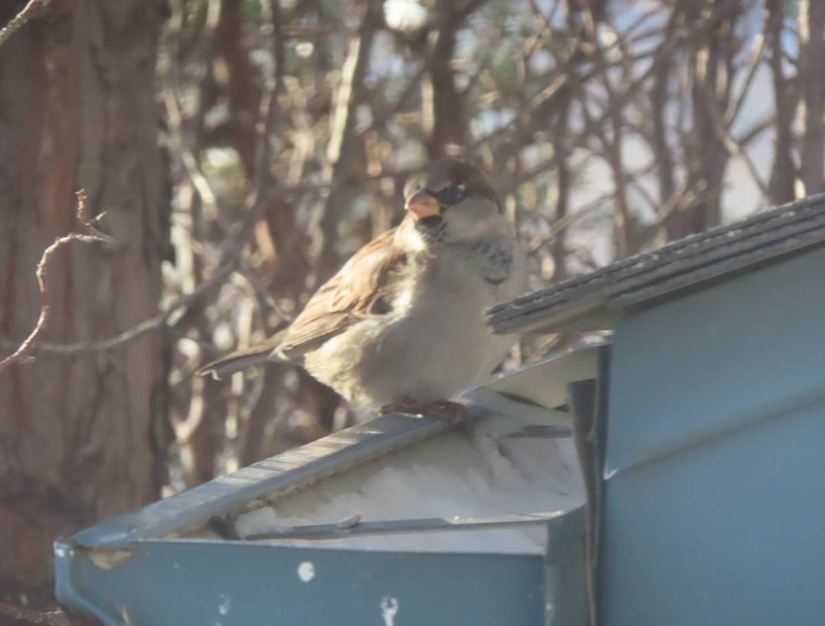 House Sparrow - ML646145185