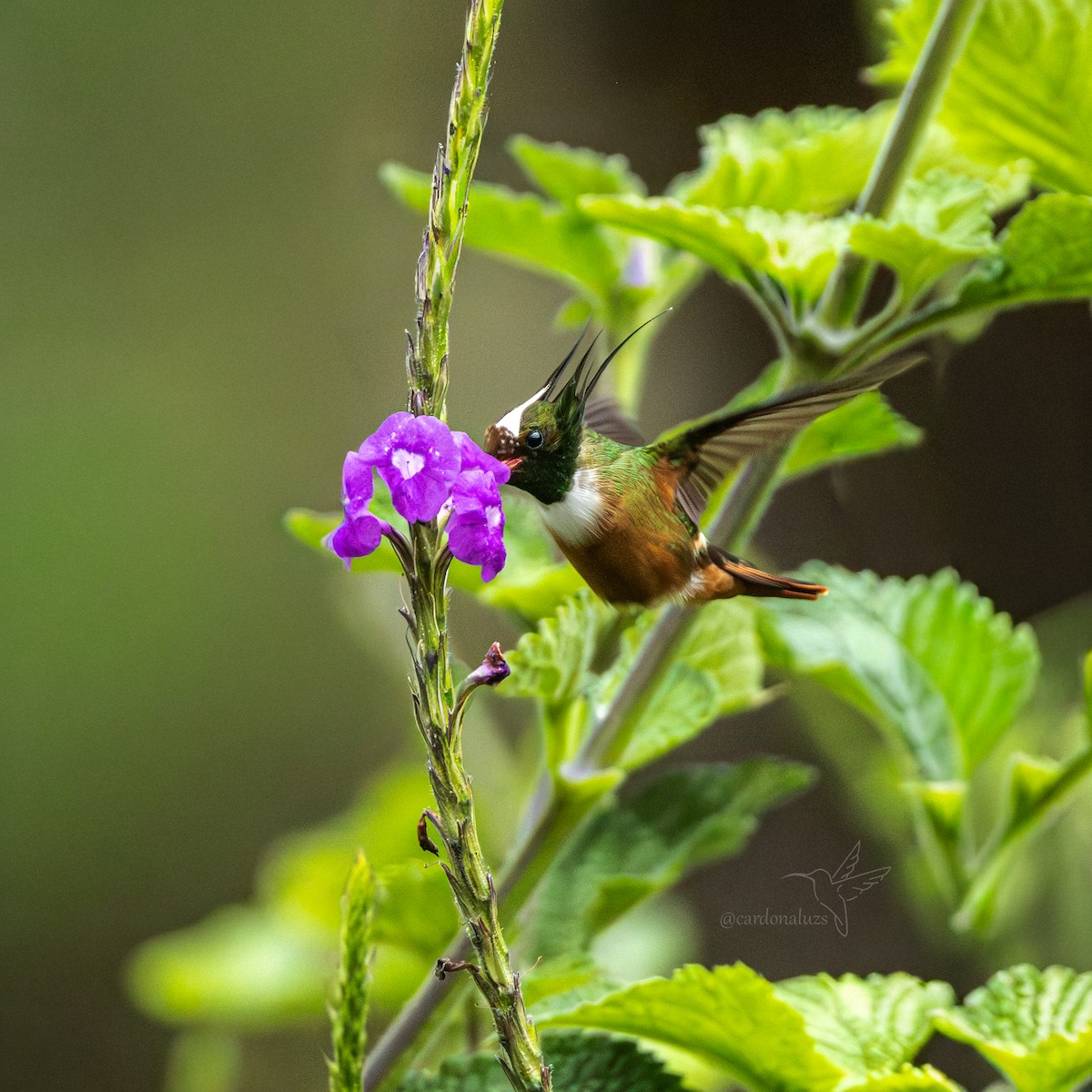 White-crested Coquette - ML646145188