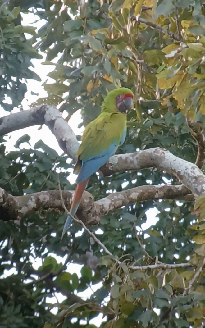 Great Green Macaw - ML646145195