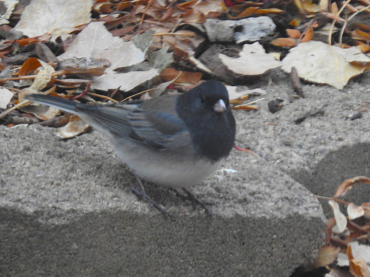 Dark-eyed Junco (Slate-colored) - ML646145196