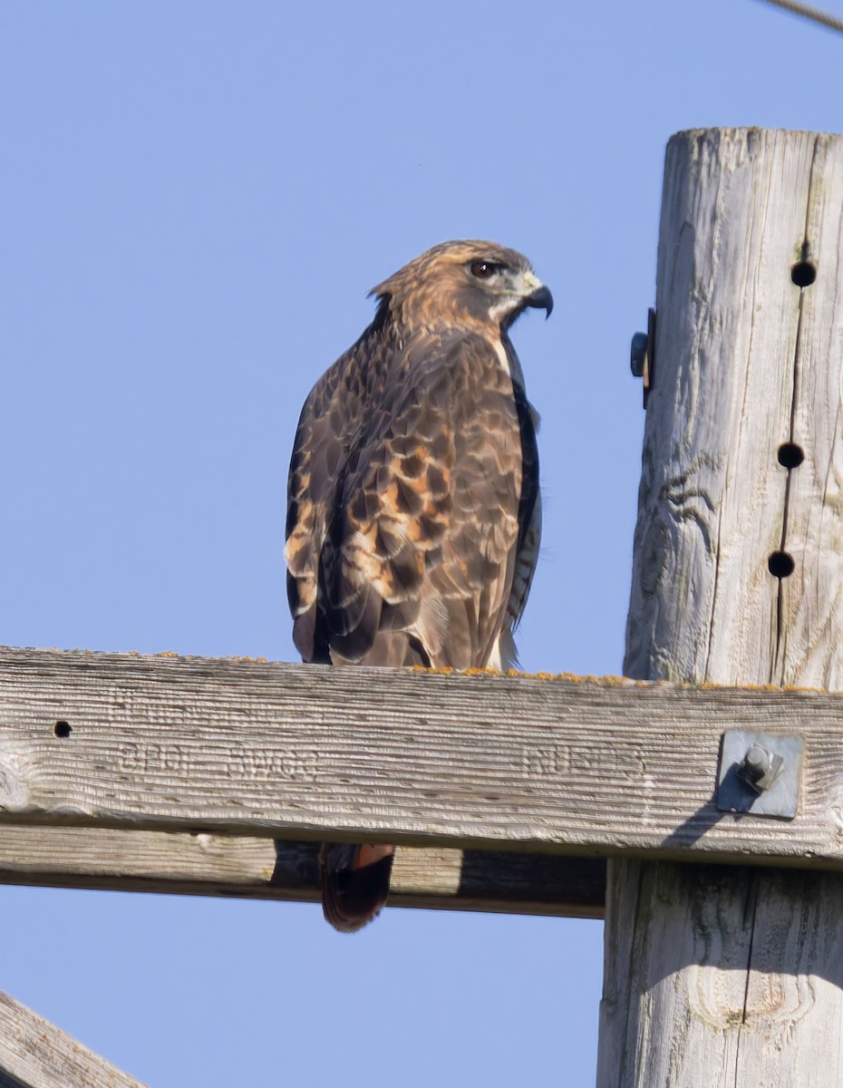 Rotschwanzbussard (borealis) - ML646145206