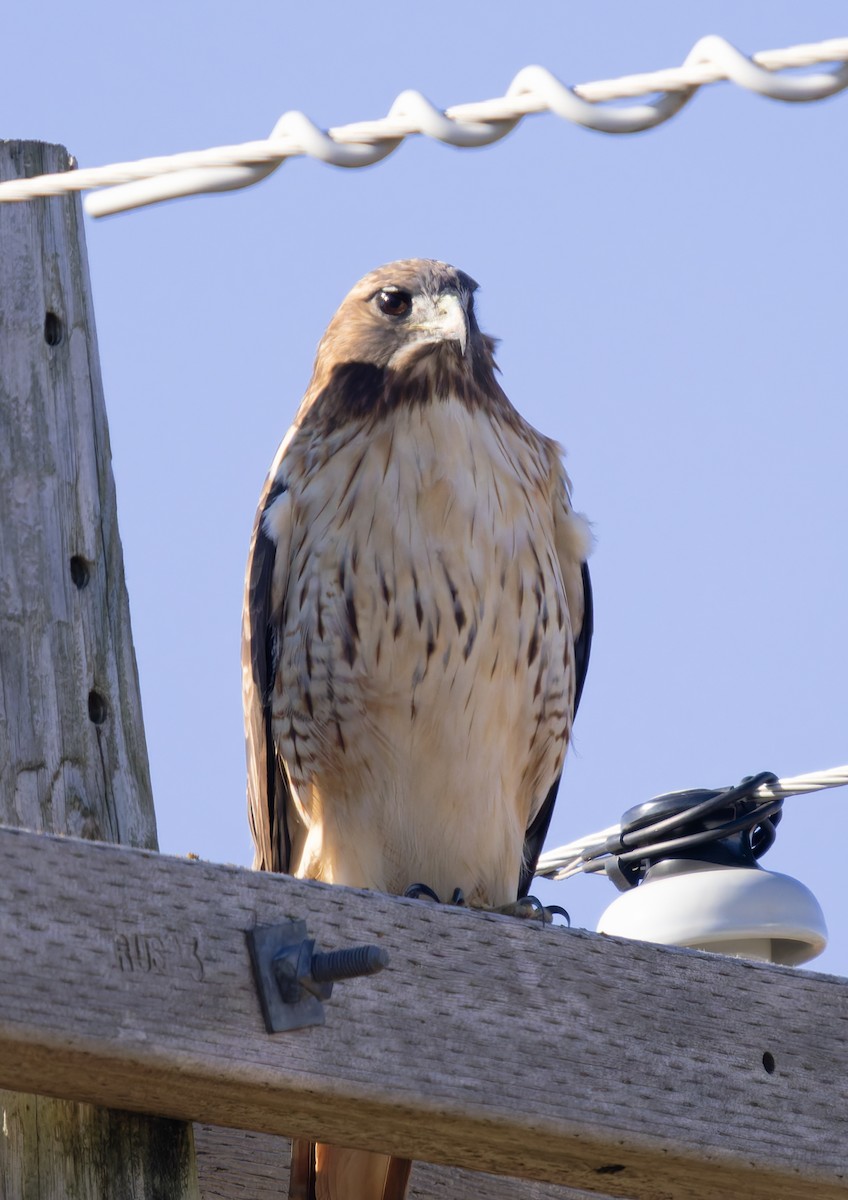 Rotschwanzbussard (borealis) - ML646145207