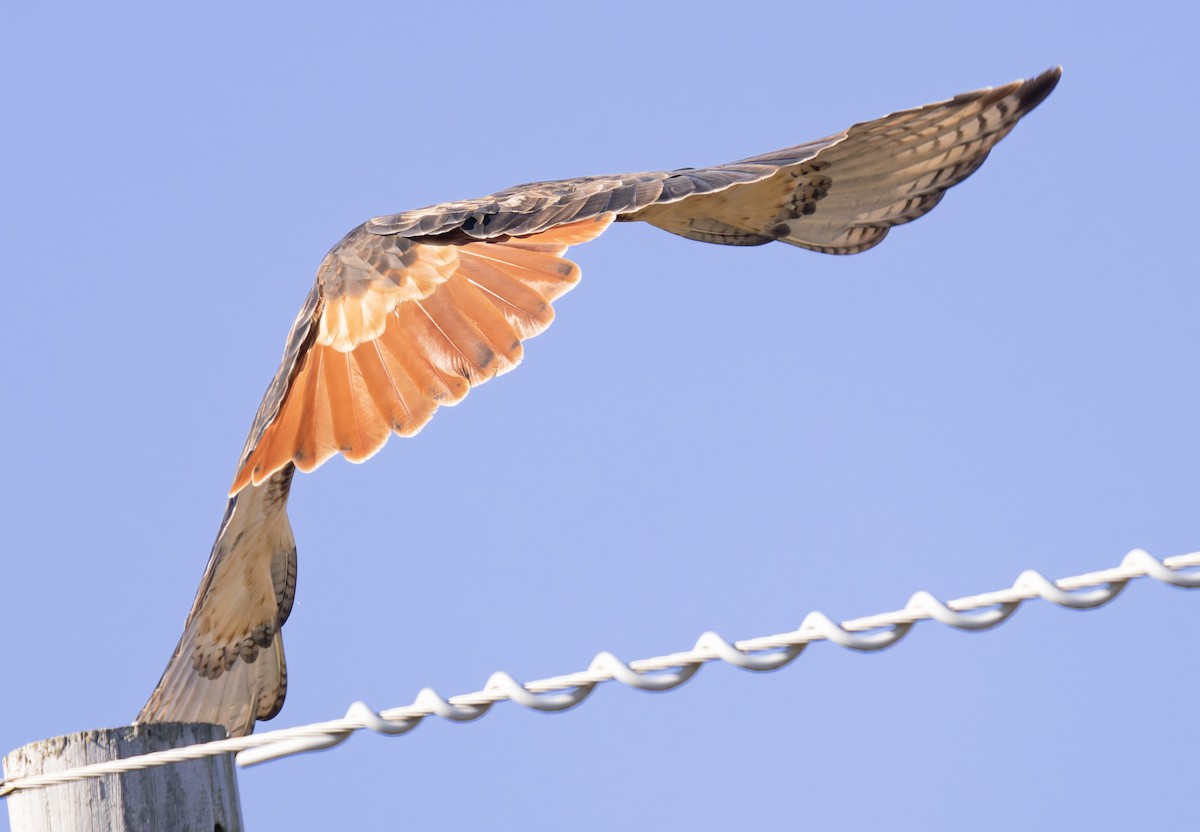 Rotschwanzbussard (borealis) - ML646145208