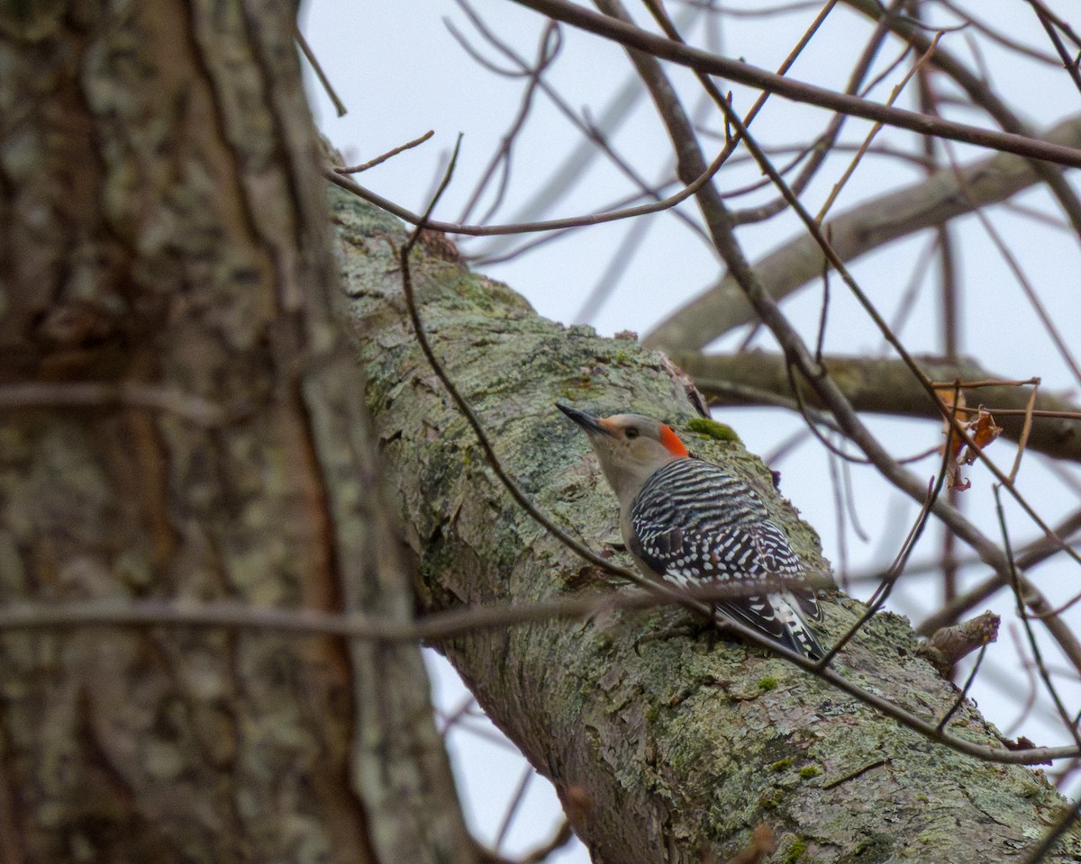 Red-bellied Woodpecker - ML646145212