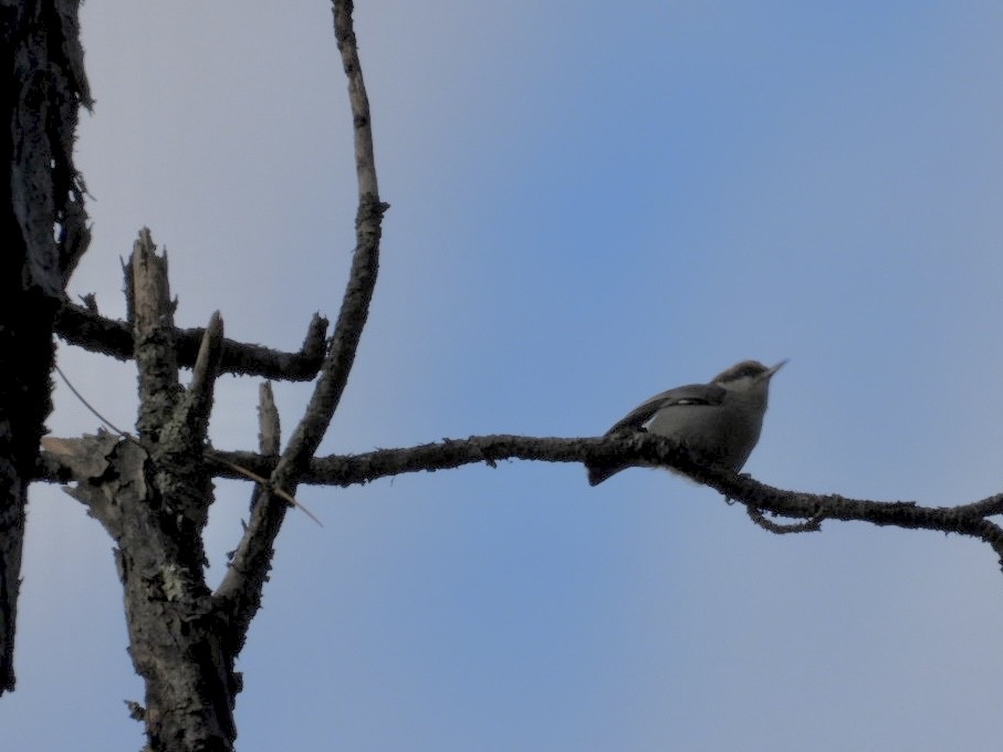 brhlík hnědohlavý - ML646145213