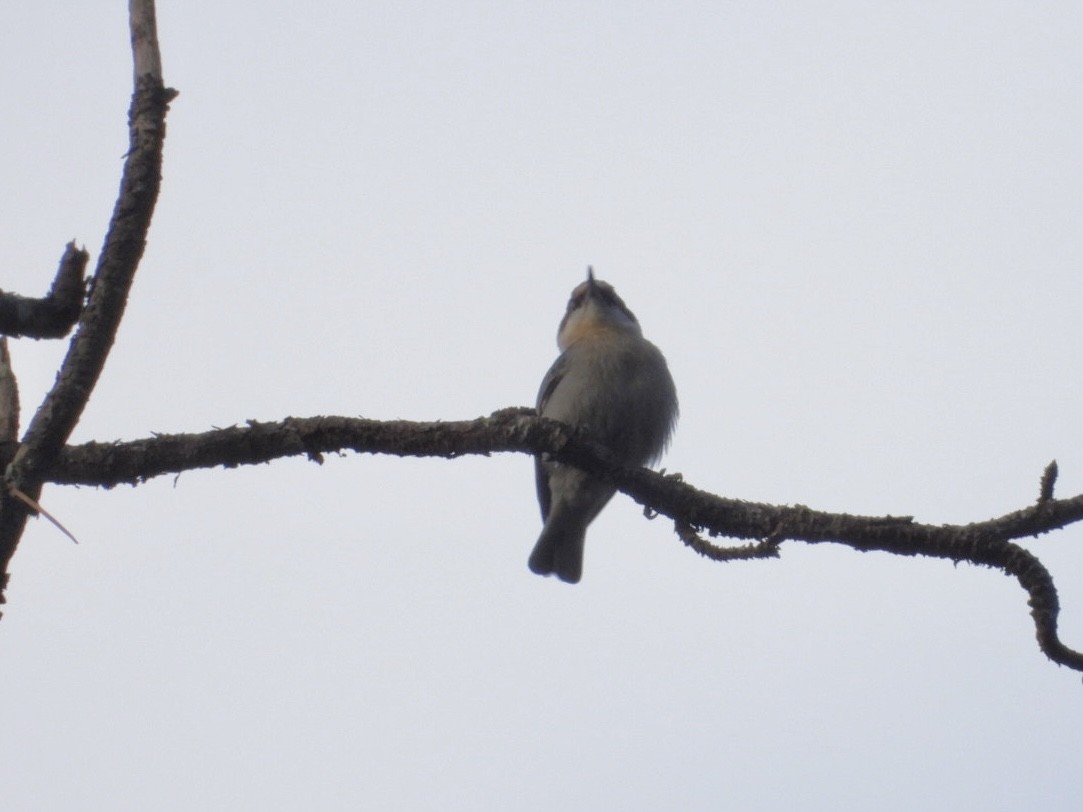 brhlík hnědohlavý - ML646145214