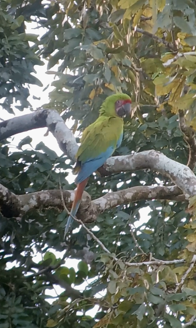 Great Green Macaw - ML646145215