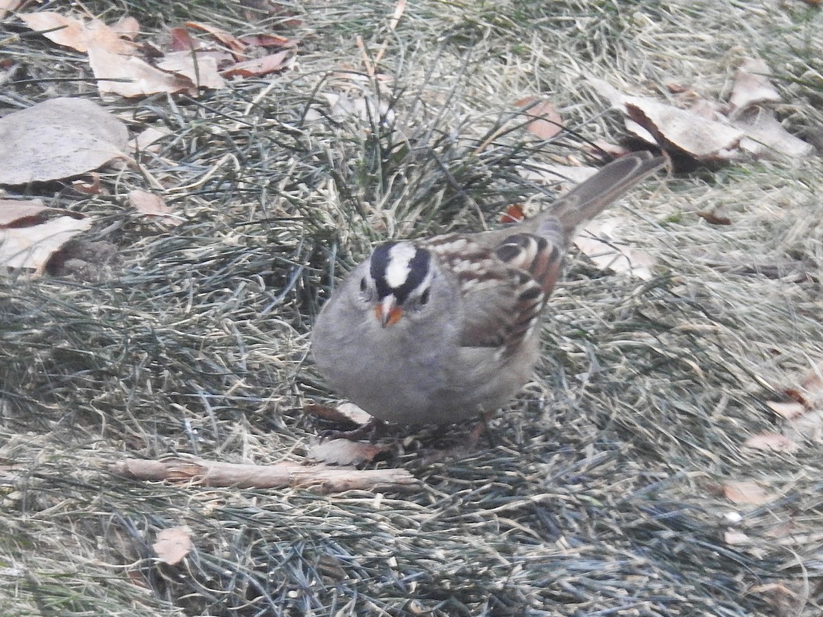 White-crowned Sparrow (Gambel's) - ML646145220