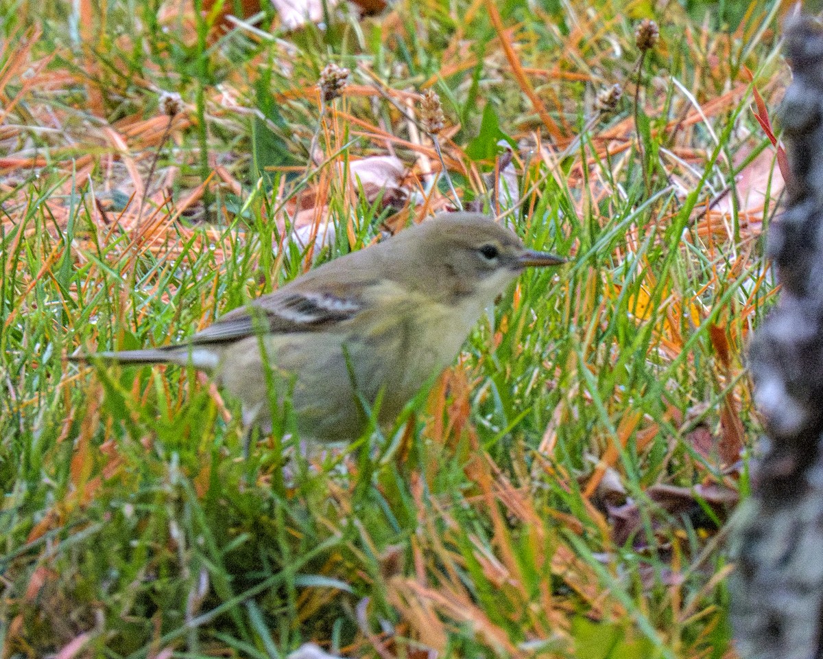Pine Warbler - ML646145231