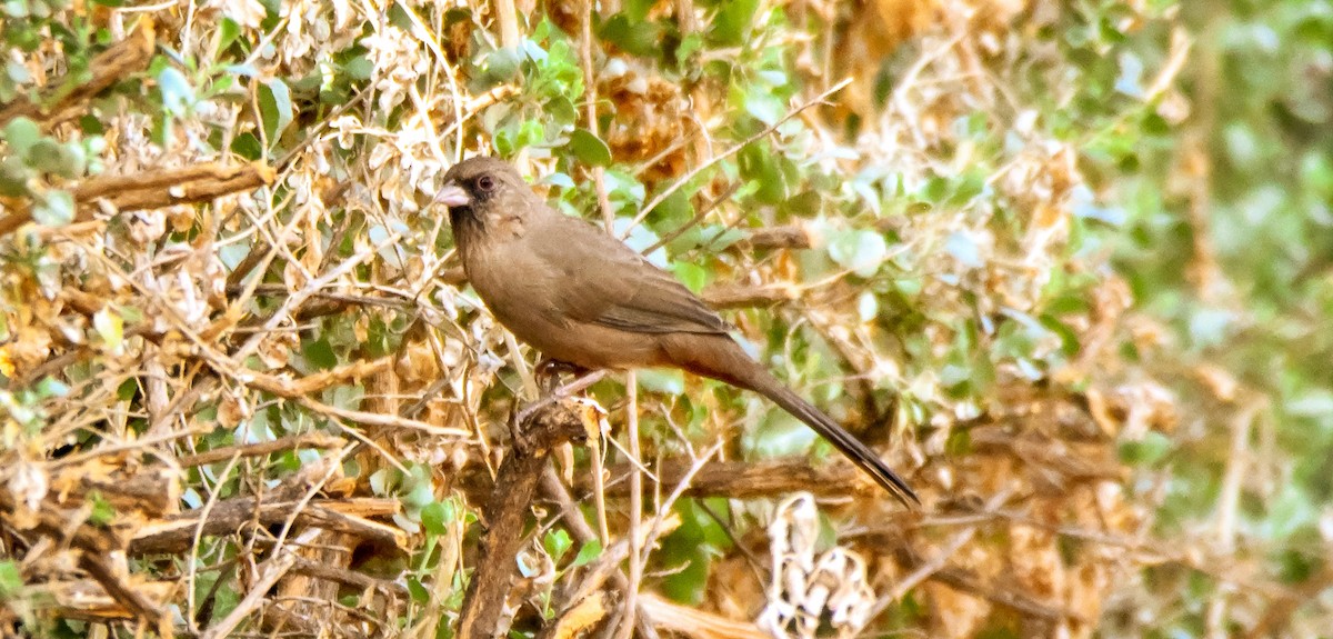 Abert's Towhee - ML646145238