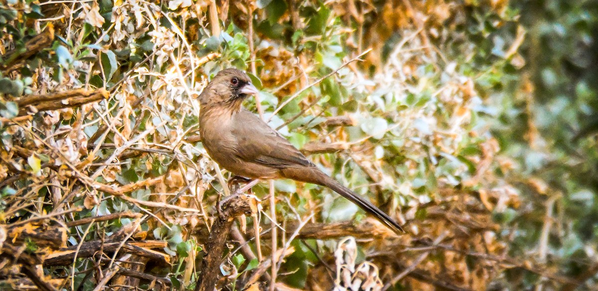 Abert's Towhee - ML646145239