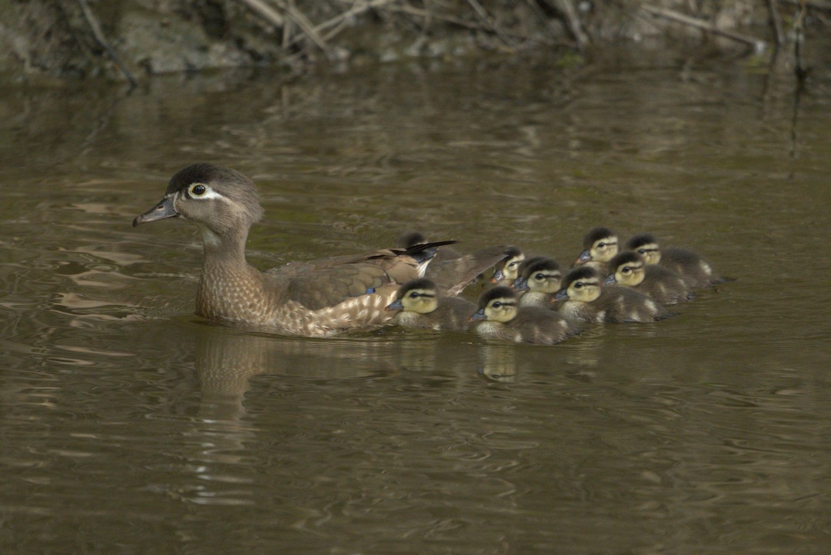 Wood Duck - ML646145240
