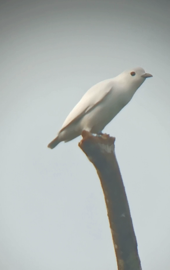 Snowy Cotinga - ML646145244