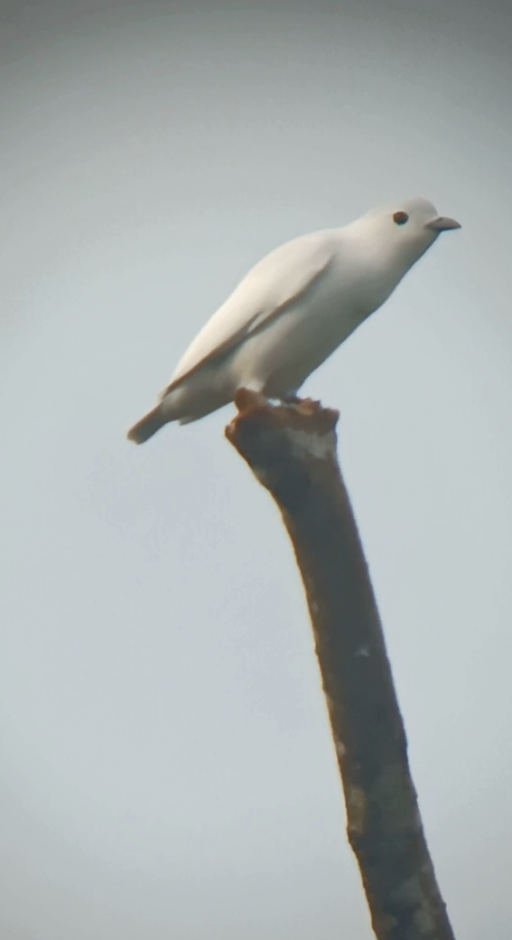 Snowy Cotinga - ML646145245