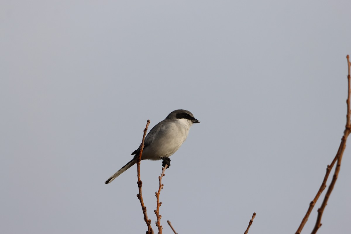 Loggerhead Shrike - ML646145246