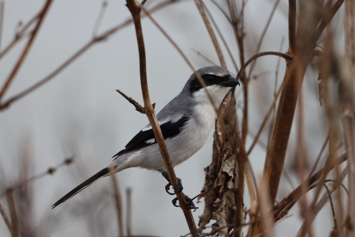 Loggerhead Shrike - ML646145247