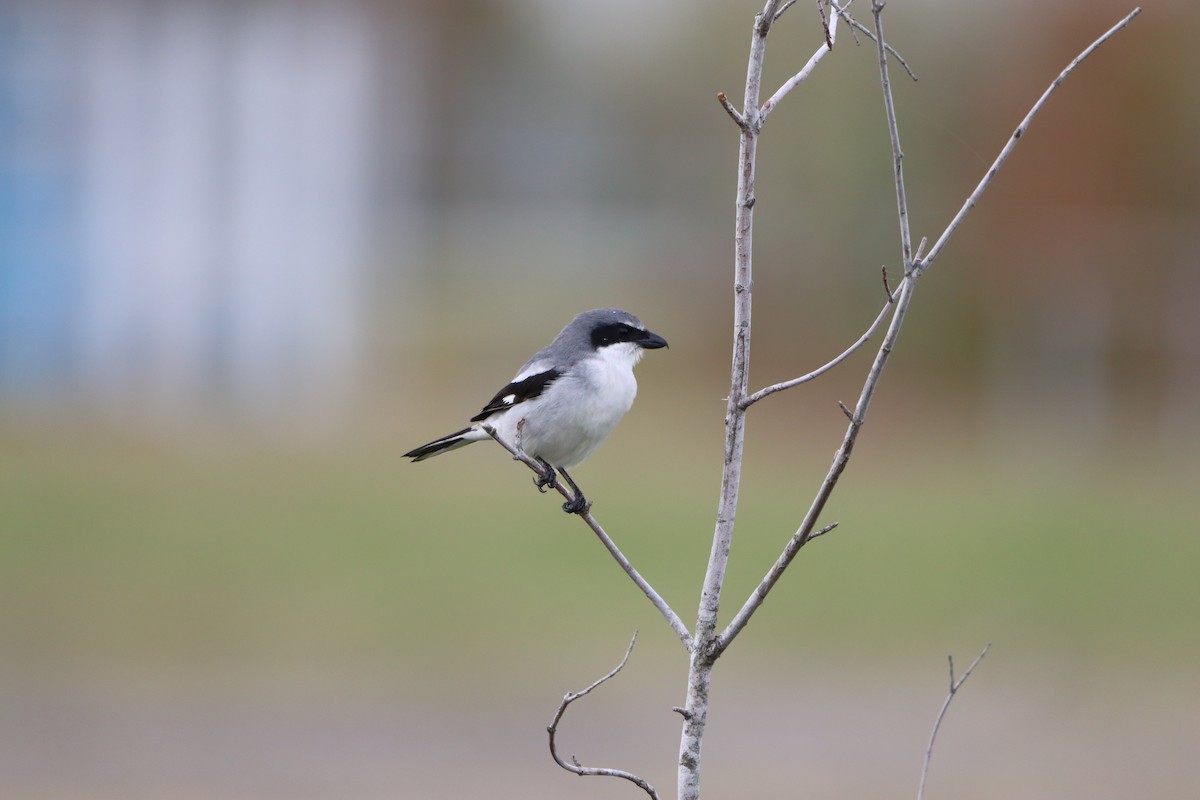 Loggerhead Shrike - ML646145248