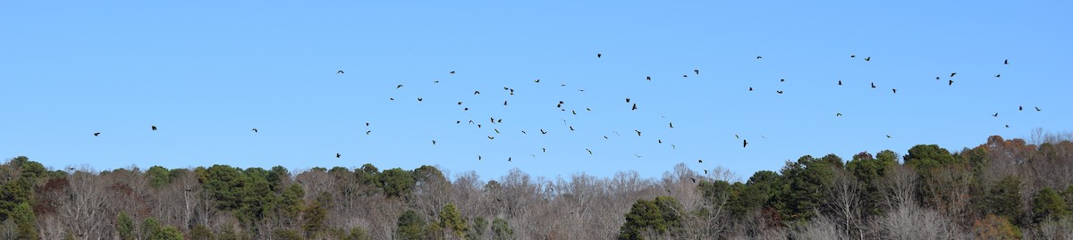 Fish Crow - ML646145249