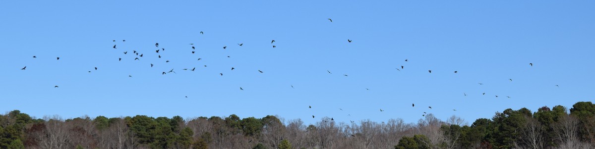 Fish Crow - ML646145250