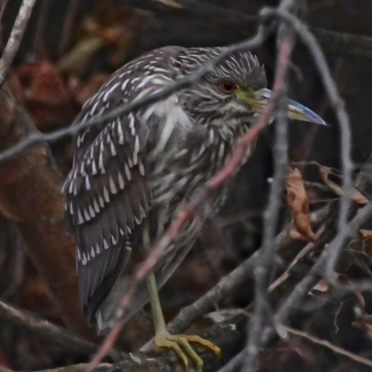 Black-crowned Night Heron - ML646145251