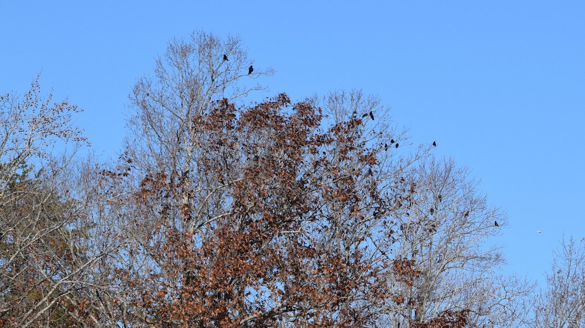 Fish Crow - ML646145252