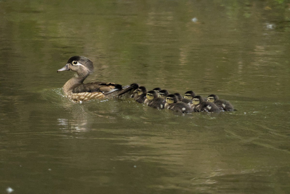 Wood Duck - ML646145254