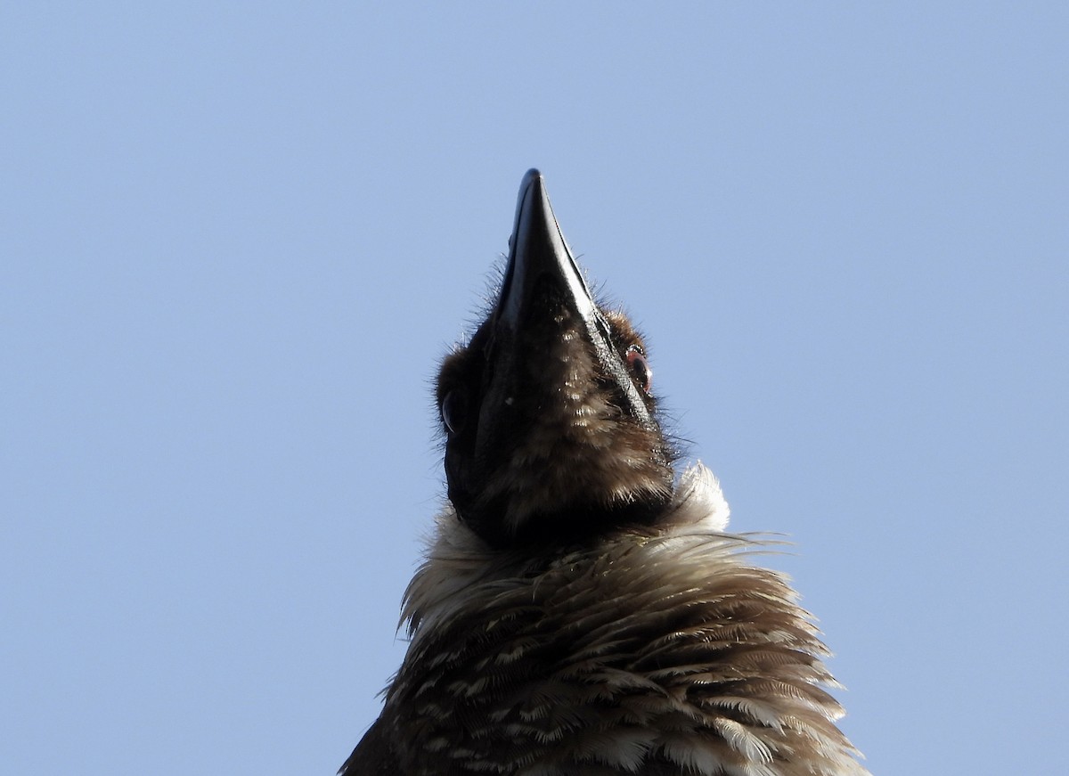 Noisy Friarbird - ML646145255