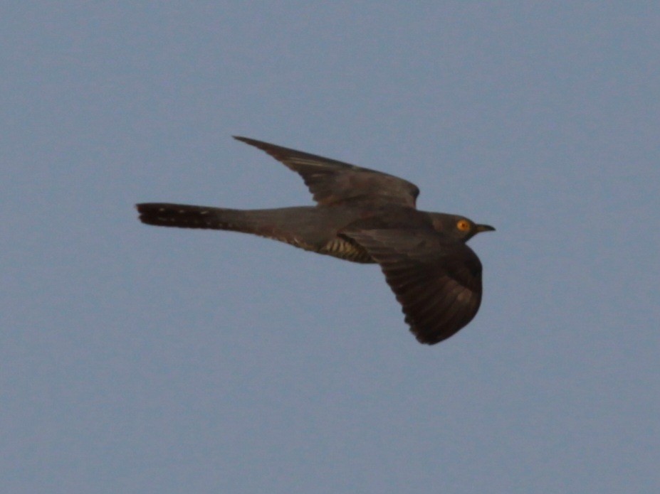 Common Cuckoo - ML646145256